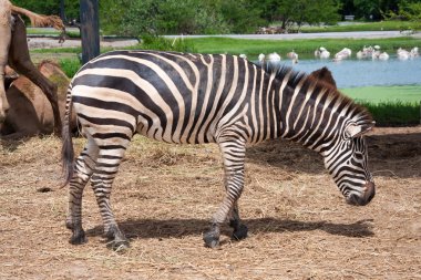 Zebra Safari