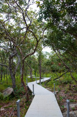 ポピーとシームレスなパターン ベクトル。夏の背景。赤抽象的な花