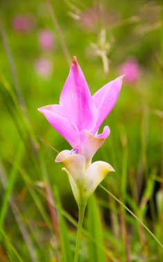 pembe siam Lale çiçek olarak çayır