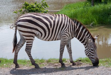 Zebra Tayland Hayvanat Bahçesi