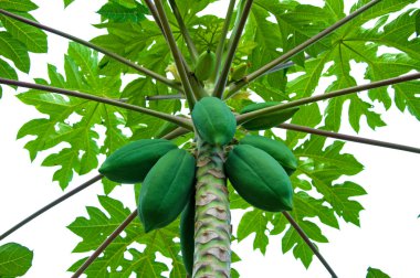 ağaca tutunan papaya
