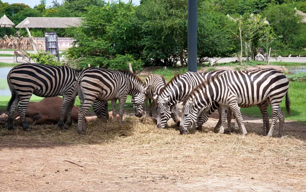 Zebra em safari — Fotografia de Stock