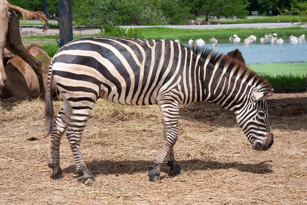 Zebra in safari — Stock Photo, Image