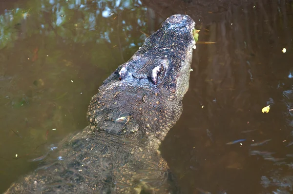 漂浮在水中的鳄鱼头 — 图库照片