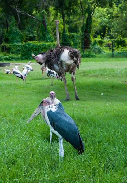 Марабу Аист в зоопарке — стоковое фото