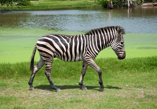 Zebra v safari — Stock fotografie