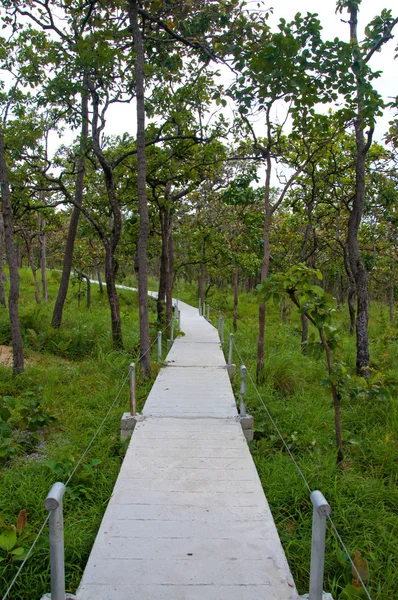 Chemin dans la forêt au parc national — Photo