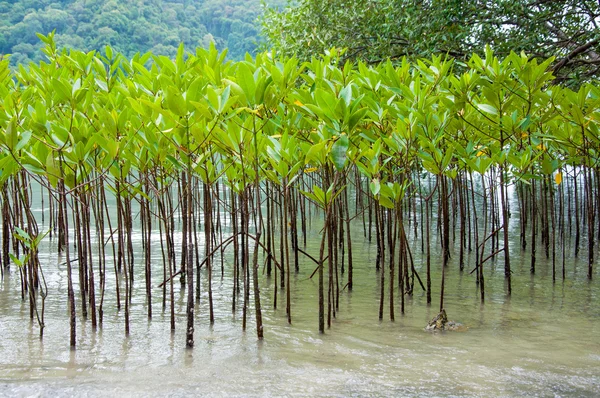 Mangroven in groen water bij strand — Stockfoto