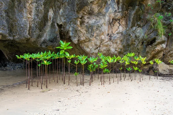 Mangrove forest voorkomen kustlijn corrosie — Stockfoto