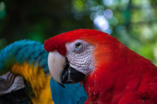 Papegaai Ara prachtige kleuren. — Stockfoto