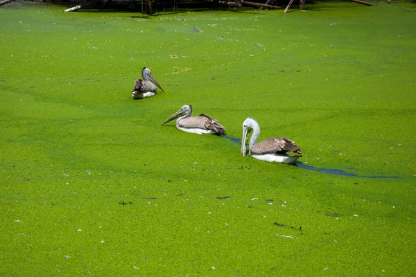 Pájaro cigüeña pintado en pantano — Foto de Stock