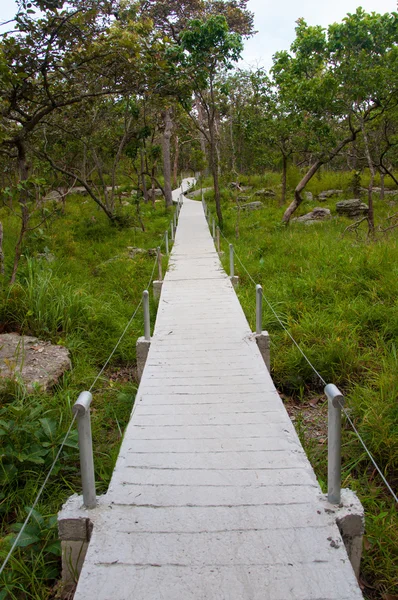 Traject in het forest op nationaal park — Stockfoto