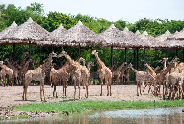 Girafa no zoológico — Fotografia de Stock