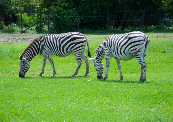 Zebra auf Safari — Stockfoto