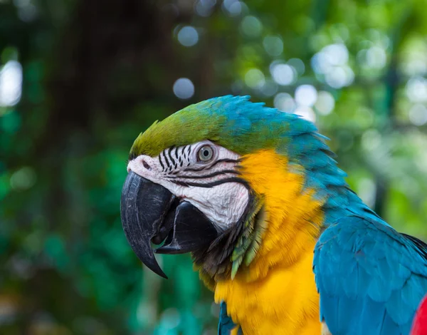 Papoušek ara krásné barvy v safari. — Stock fotografie