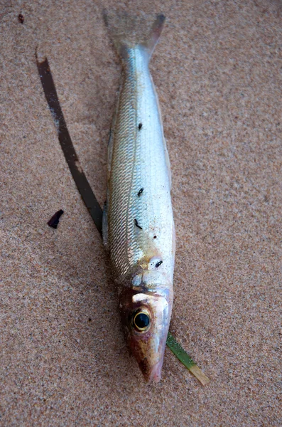 Peixe morto na praia — Fotografia de Stock