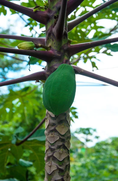 Papaya hängt am Baum — Stockfoto