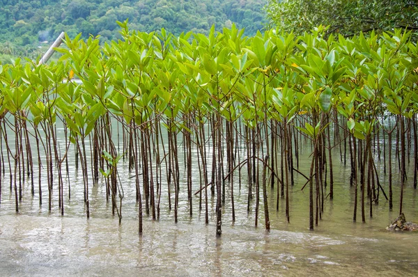 Mangroves dans l'eau verte à la plage — Photo