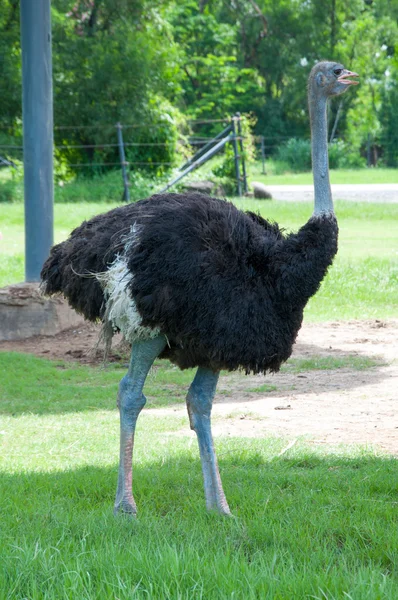 Ostrich in zoo of Thailand. — Stock Photo, Image