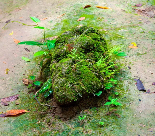 Mossa som växer på marken i skogen — Stockfoto