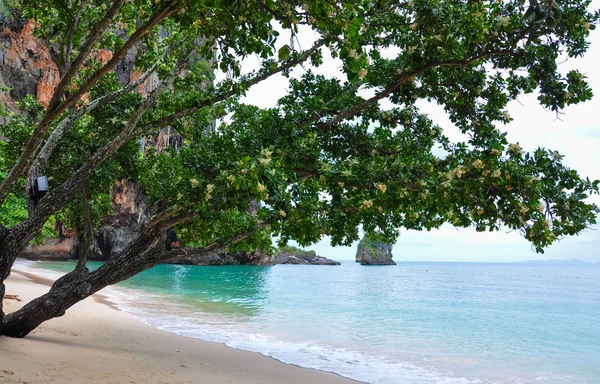 모래 해변에 나무 — 스톡 사진
