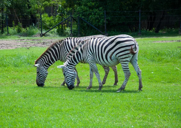 Zebra auf Safari — Stockfoto