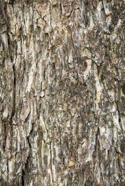 arka plan için eski ahşap ağaç doku