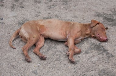 sokak köpeği kaldırımda yatıyor