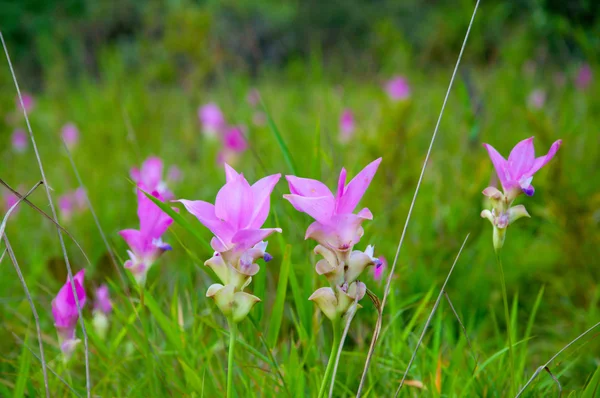 Floare de lalele de siam roz pe pajiște — Fotografie, imagine de stoc