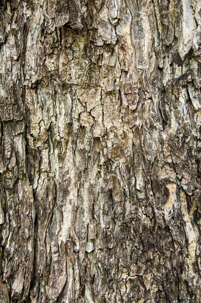 Textura de árbol de madera vieja para fondo — Foto de Stock