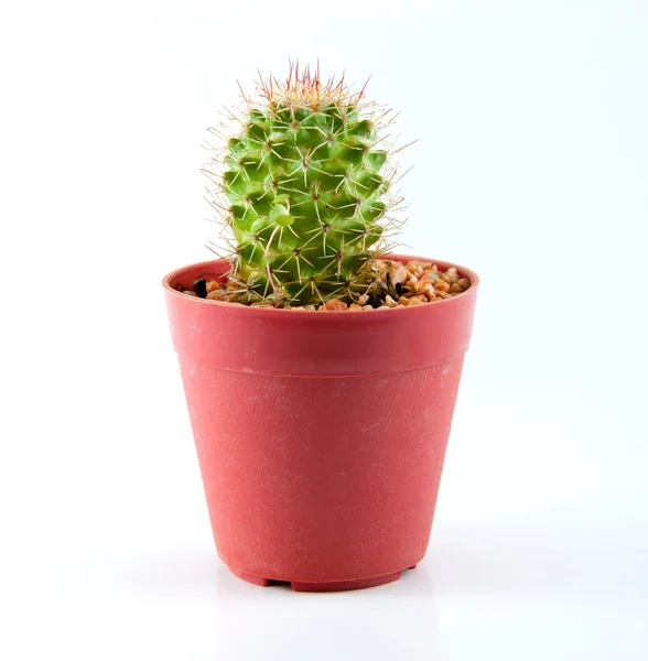 Cactus Isolated on a white background — Stock Photo, Image