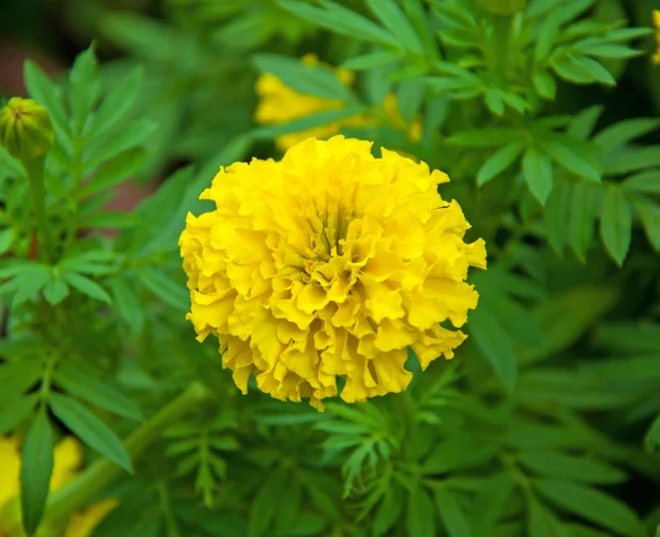 Marigold flower with leaf background — Stock Photo, Image