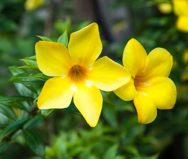 Fleur jaune avec fond de feuille verte — Photo