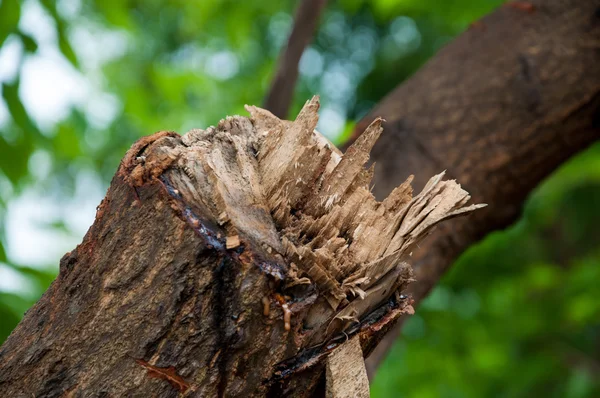 Trädrötter och avverkade skogen avskogning — Stockfoto