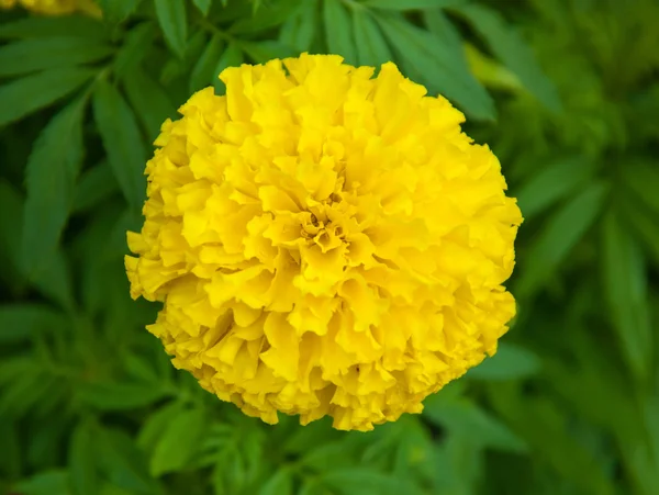 Marigold flower with leaf background — Stock Photo, Image