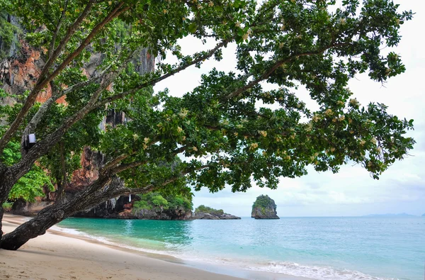 Arbre sur une plage de sable — Photo