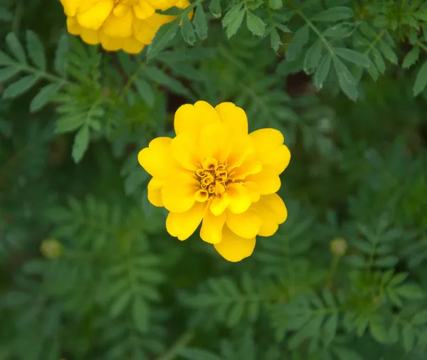 Желтый цветок с зеленым листом фона — стоковое фото