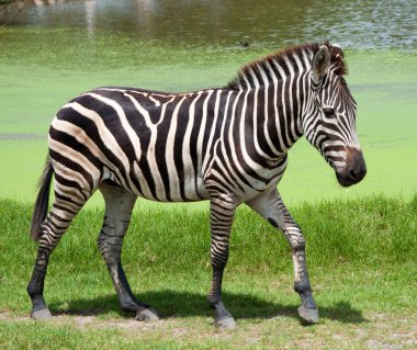 Zebra Tayland Hayvanat Bahçesi