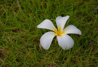 Frangipani çiçek yeşil çimenlerin üzerinde
