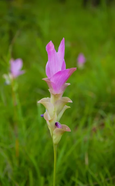 Floare de lalele de siam roz pe pajiște — Fotografie, imagine de stoc