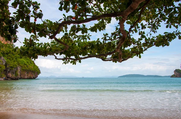 Rama de árbol en una playa de arena — Foto de Stock