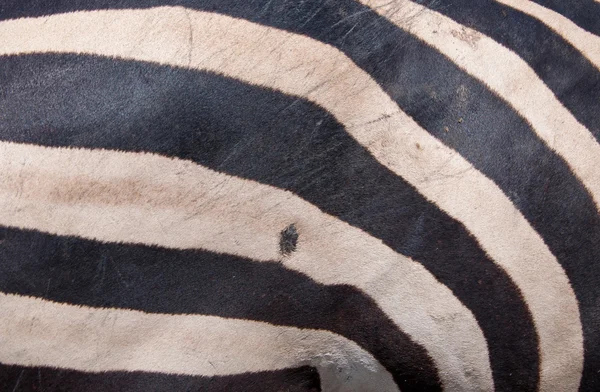 Textura de zebra para fundo — Fotografia de Stock