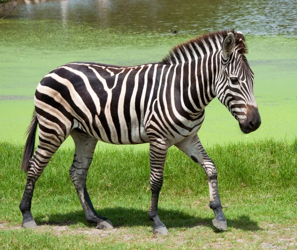 Zebra no zoológico da Tailândia — Fotografia de Stock