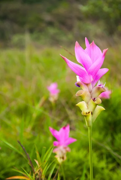 Pink siam bunga tulip di padang rumput — Stok Foto