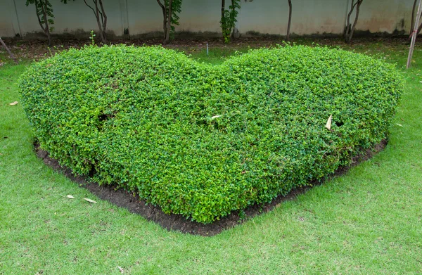 Decorar el jardín es un corazón verde —  Fotos de Stock