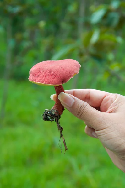 Рука с красными грибами — стоковое фото