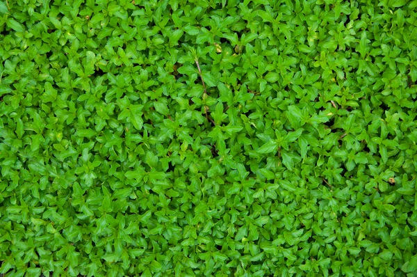 Grönt löv för bakgrund — Stockfoto