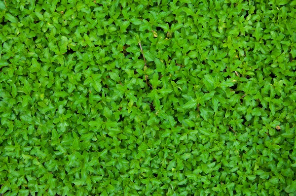 Hoja verde para el fondo —  Fotos de Stock