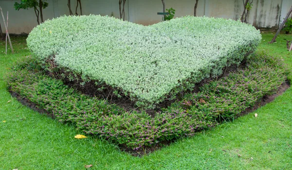 Dekoracji ogrodu jest zielonym sercu — Zdjęcie stockowe