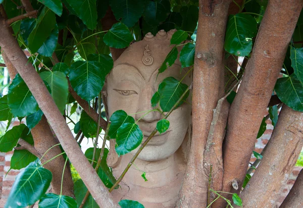 砂岩の頭、木の根で仏 — ストック写真